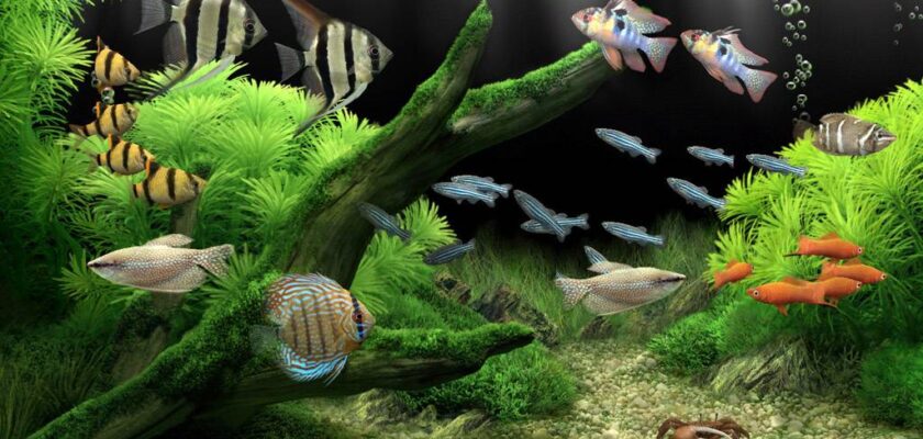 dream aquarium